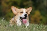 CORGI PEMBROKE 1000
